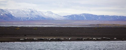 gunnar hammar seals2.jpg