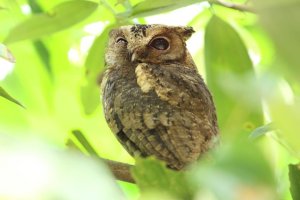 CollaredScopsOwl_PRP_2012-10-20_IMG_7151_Small.jpg