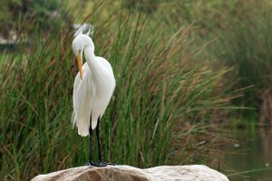 Egret  deep in thought.jpg