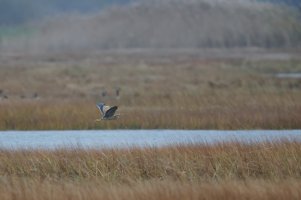 American Bittern.jpg