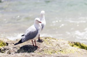 Seagulls at Portsea.jpg