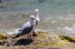 Seagulls at Portsea v2.jpg