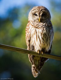Barred Owl 1-800,  f-2.8, ISO 100-3817-2.JPG