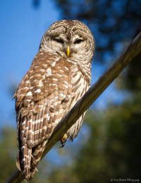 Barred Owl 1-320,  f-5.6, ISO 100-3929.JPG