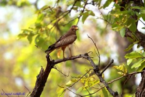 White Eyed Buzzard.jpg