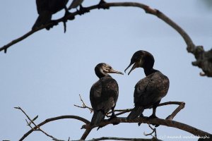 Cormorants.jpg