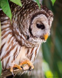 Barred Owl 1-320,  f-5.6, ISO 400-0398.JPG