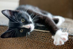socks_76972.jpg