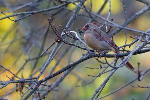 Female Cardinal.jpg