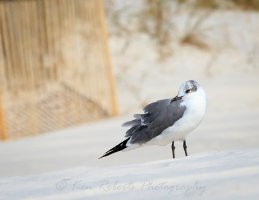 Sea Gull - Pensacola Beach-47.jpg