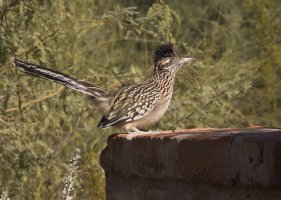 Adolescent Roadrunner.jpg