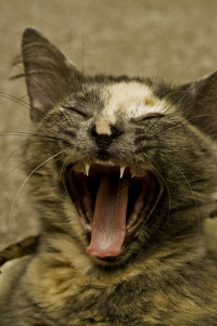 yawn.png