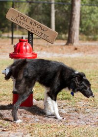 BUD FIRE HYD  5X7  Ken Roberts Photography 2011- dpp5.JPG