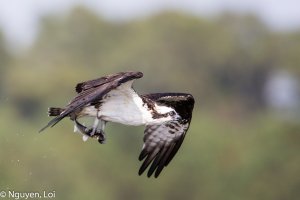 Osprey16 (1 of 1).jpg