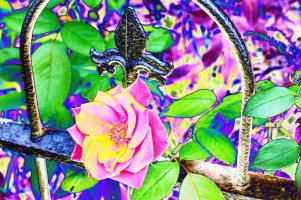 Rose garden fence.jpg