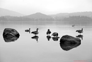 Canada Geese Derwent WaterSFC.jpg