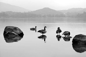 Canada Geese Derwent WaterSFC-crop.jpg