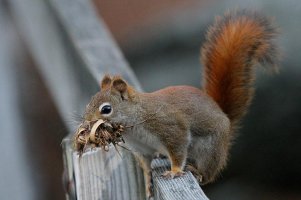 Red Squirrel 1.jpg