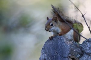Red Squirrel 2.jpg