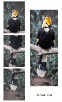 hornbill sample.jpg