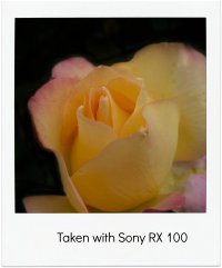 sony rose 2.jpg