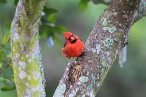 IMG_5138 (Large).JPG