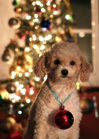 Doggy christmas.jpg