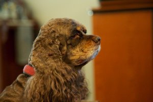 Bailey_Profile_2012-05-17 (2).jpg