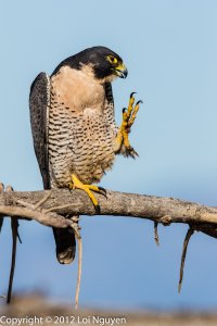 Peregrine Falcon Preening on Beach Full Portrait_4MB (1 of 1).jpg