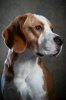 Brewster Beagle by MichelleYorke Boston UK.jpg