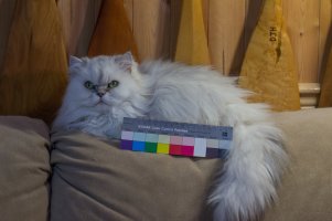IMG_4083.jpg