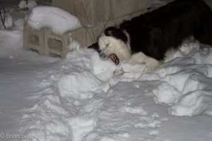 Stella_and_mouse.jpg