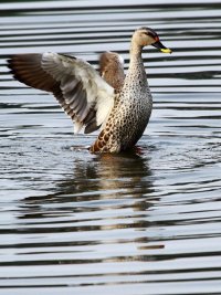 Spot Billed Duck 3.jpg