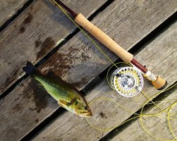 P7060070-Bass-Flyrod-v1-sm.jpg