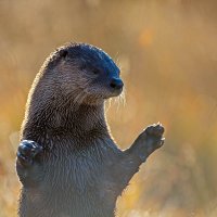 20110926_otter_0010_final.jpg