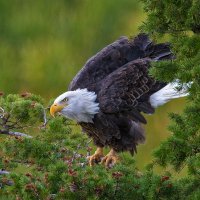 20111001_bald_eagle_0032_final.jpg