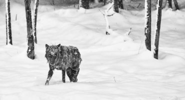 20120526_wolf_0027_final_BW_minus_tree.jpg