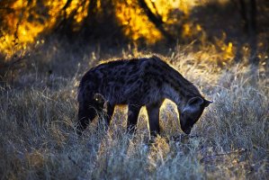 1I1C4690-Edit copy.jpg