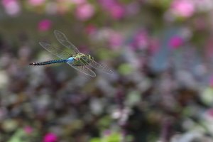 dragonfly2.jpg