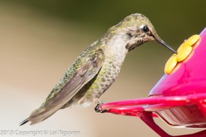 Kenko 1.4X TC 0EV (1 of 1).jpg