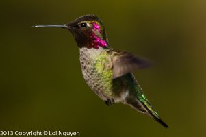 Kenko 1.4 TC Minus 1 EV (1 of 1).jpg