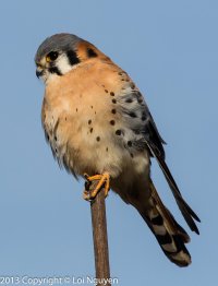 Canon 1.4X iii TC (1 of 1).jpg