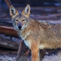 Animals 4.jpg