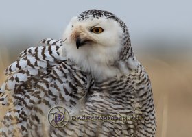 snowy owl-6715.jpg