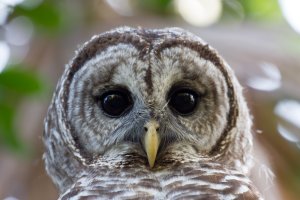 Barred_Owl-9.jpg