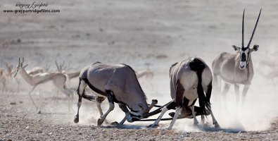 Oryx-fight-0722.jpg