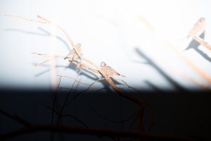 flash sync issues small (1 of 1).JPG