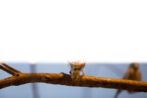 flash sync issues small (1 of 1)-2.JPG