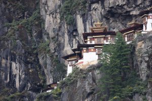 IMG_5604 Tiger Bhutan.jpg