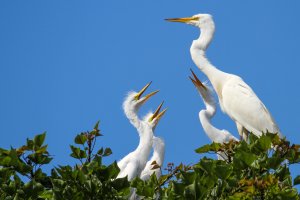 New Egrets1.jpg